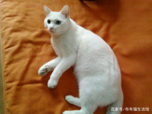 宠物猫辟邪-猫辟邪还是招邪的事