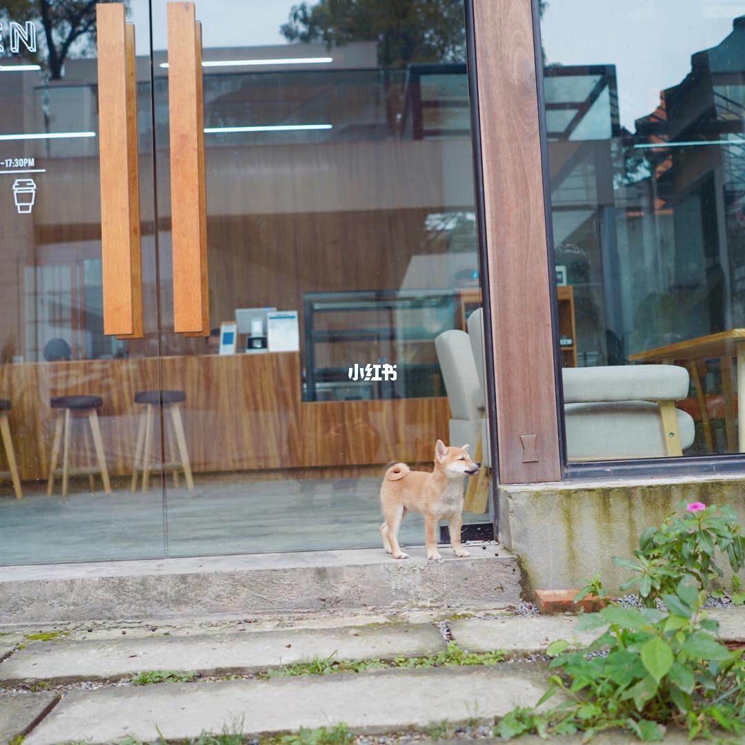 犬舍跟宠物店