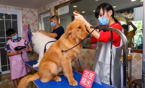 成都宠物洗澡的地方