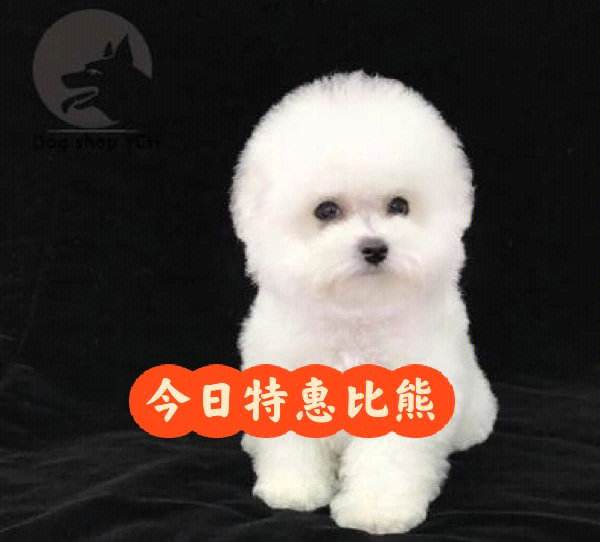 包含纯种比熊犬的词条