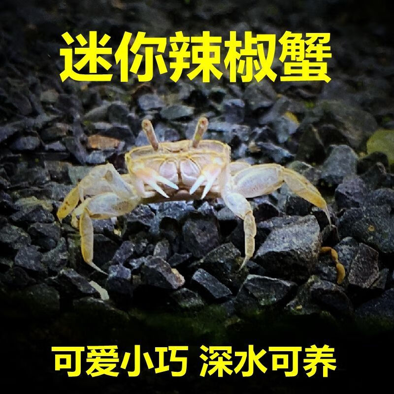 辣椒蟹怎么养-辣椒蟹怎么养在鱼缸里