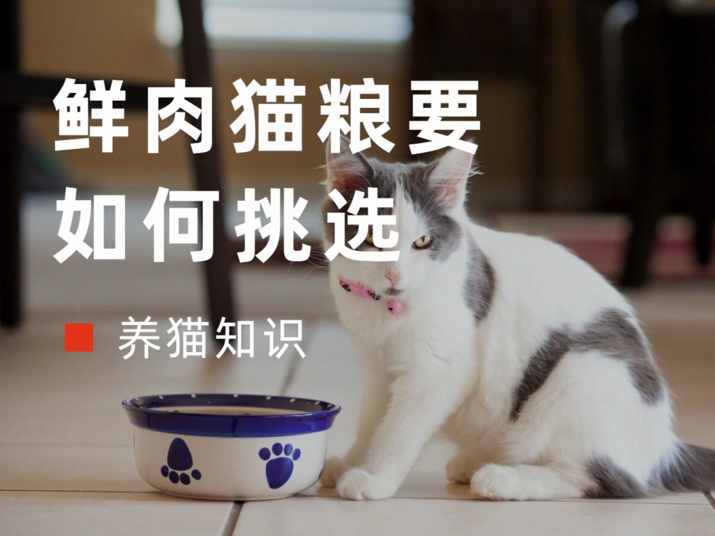 猫粮如何选择