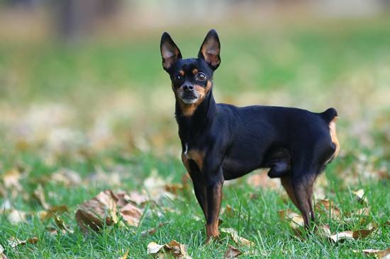 武汉禁养犬种-武汉禁养犬种 金毛