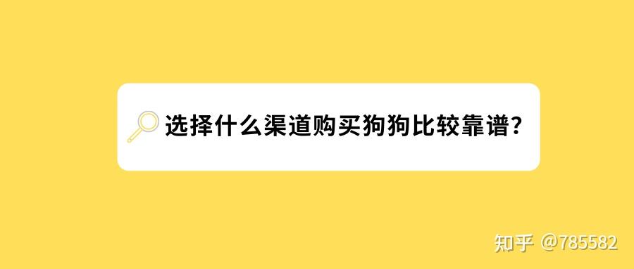 购买宠物渠道