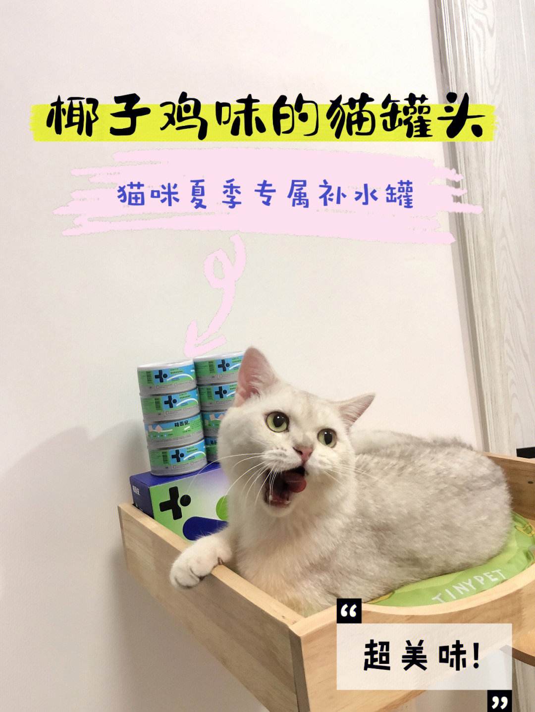 猫可以吃椰子肉吗