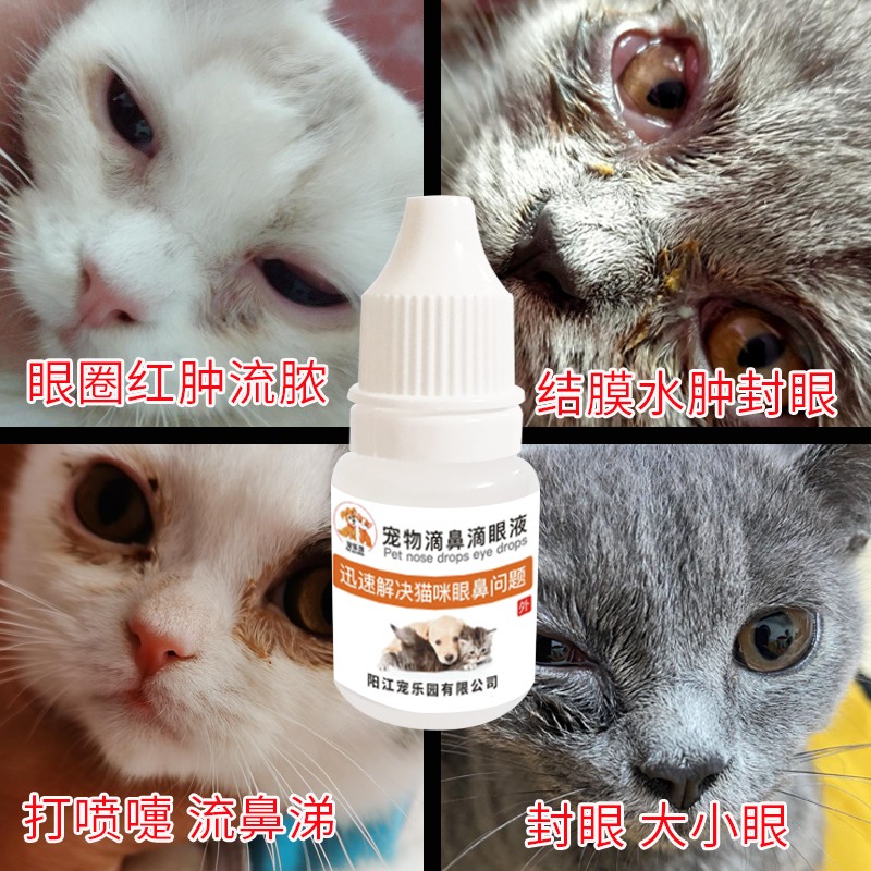 宠物猫要打什么针-宠物猫咪要打什么针