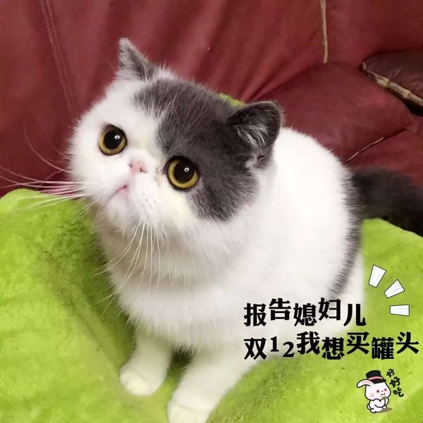 上海宠物猫微信群-上海宠物交流微信群