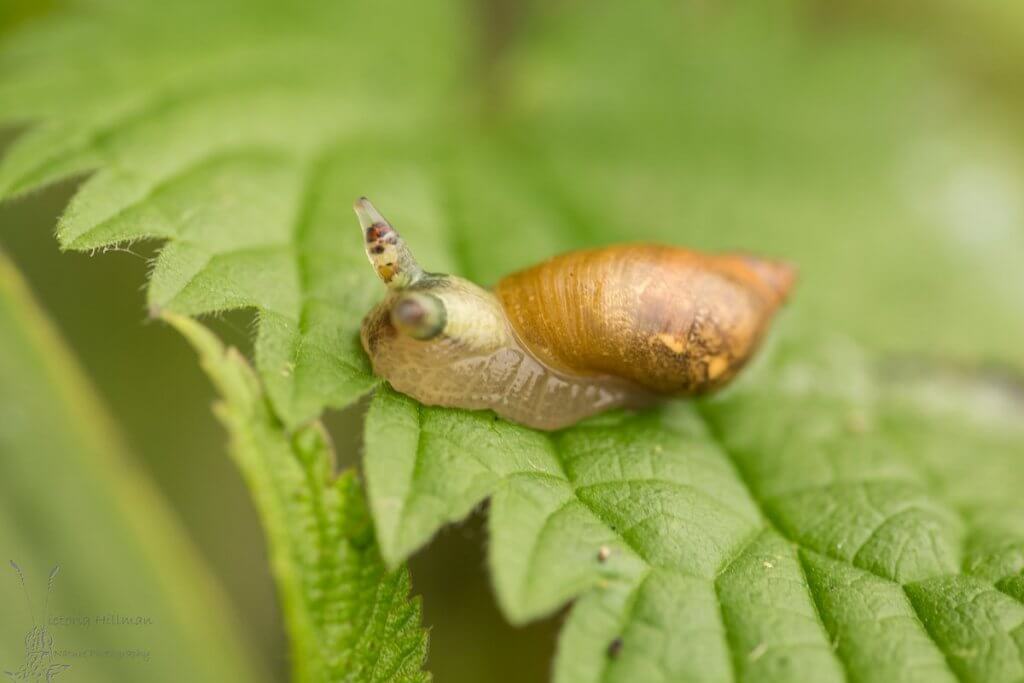 僵尸蜗牛能养吗