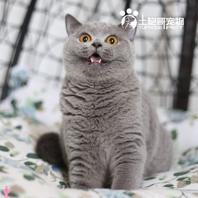 宠物蓝猫价格-宠物蓝猫价格多少