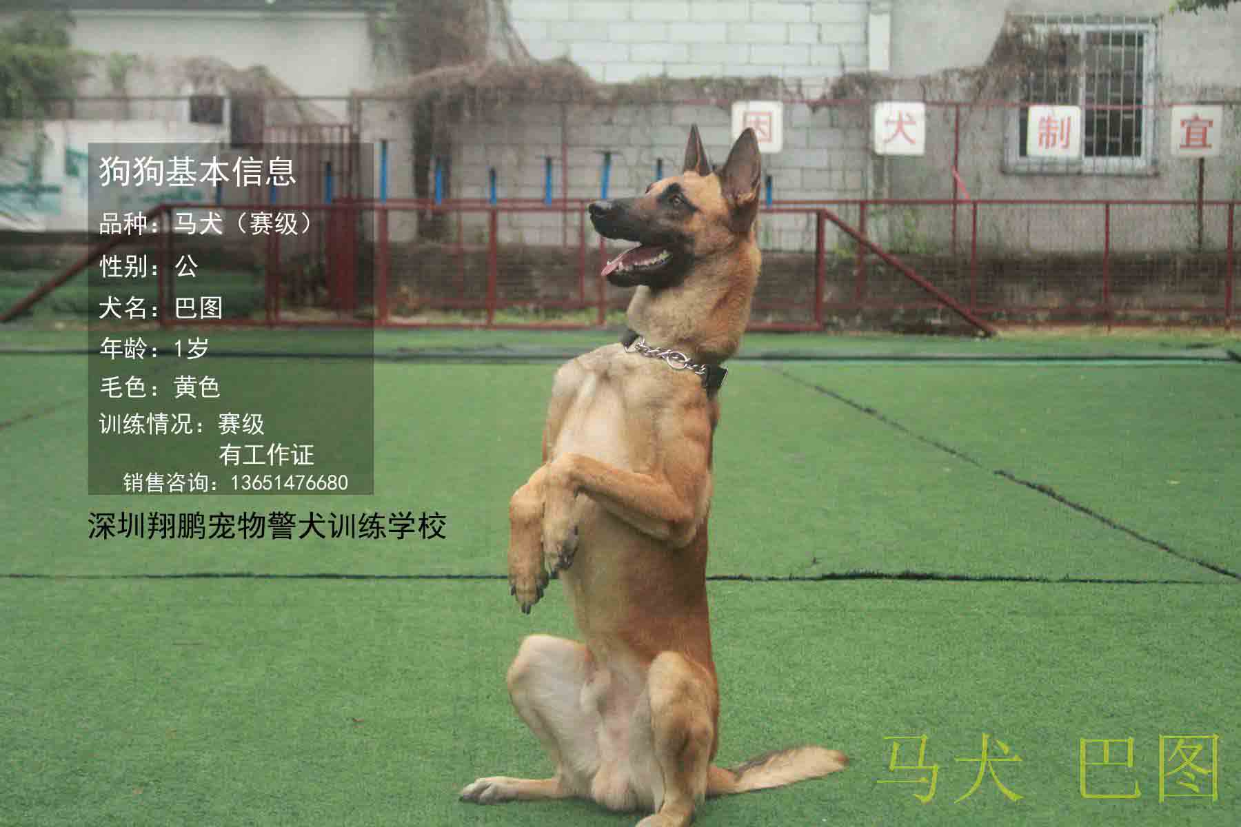 马犬训练方法-马犬训练方法教程