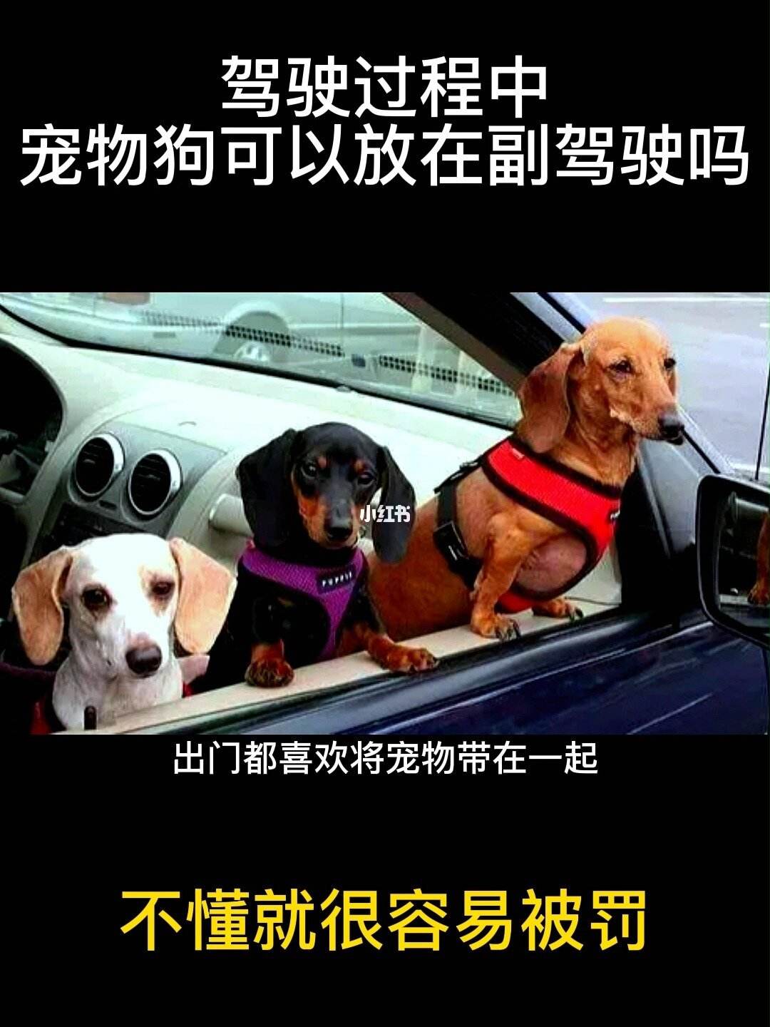 带宠物开车-带宠物开车出了事谁负责