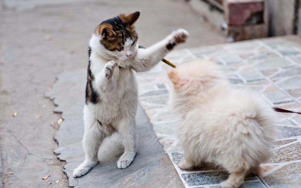 猫和狗打架谁厉害