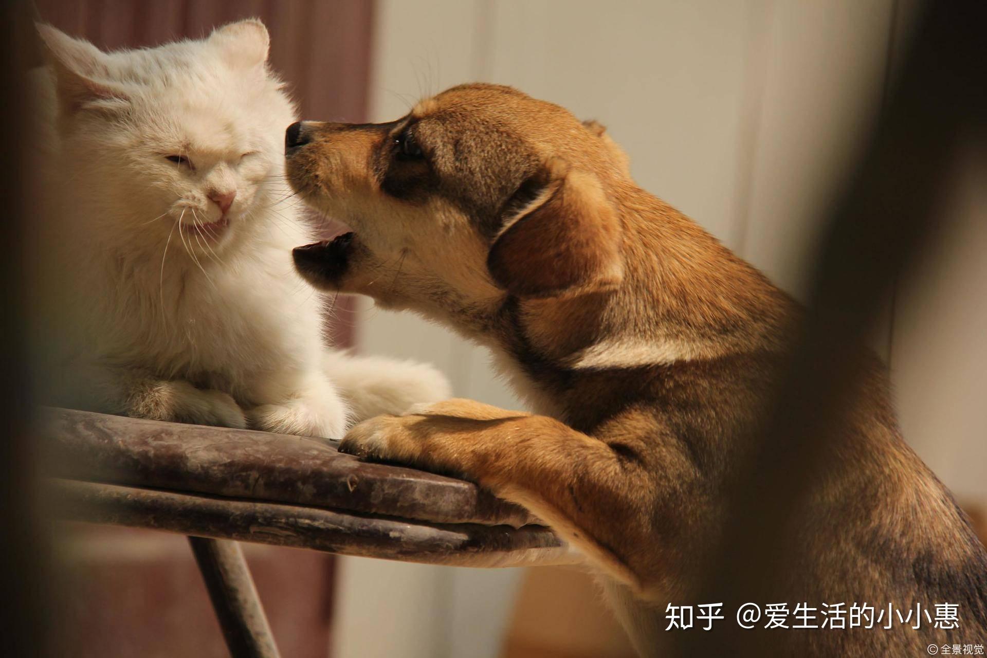猫和狗打架谁厉害