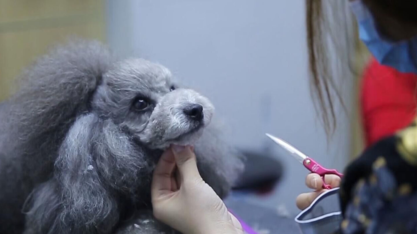 宠物造型师好不好-宠物造型师培训多少钱