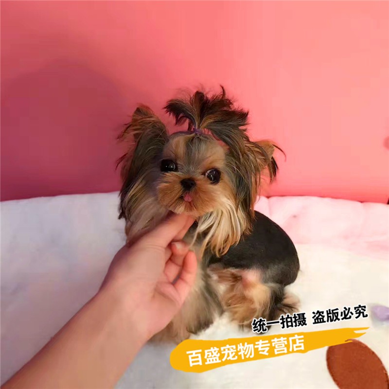 长不大的宠物狗价格-长不大的宠物狗狗品种