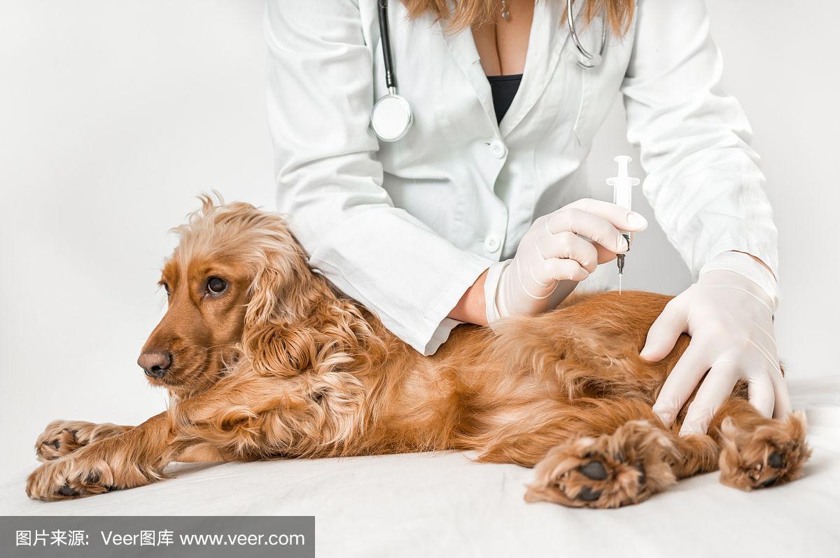 给宠物犬打针-宠物犬打针三针才有证吗