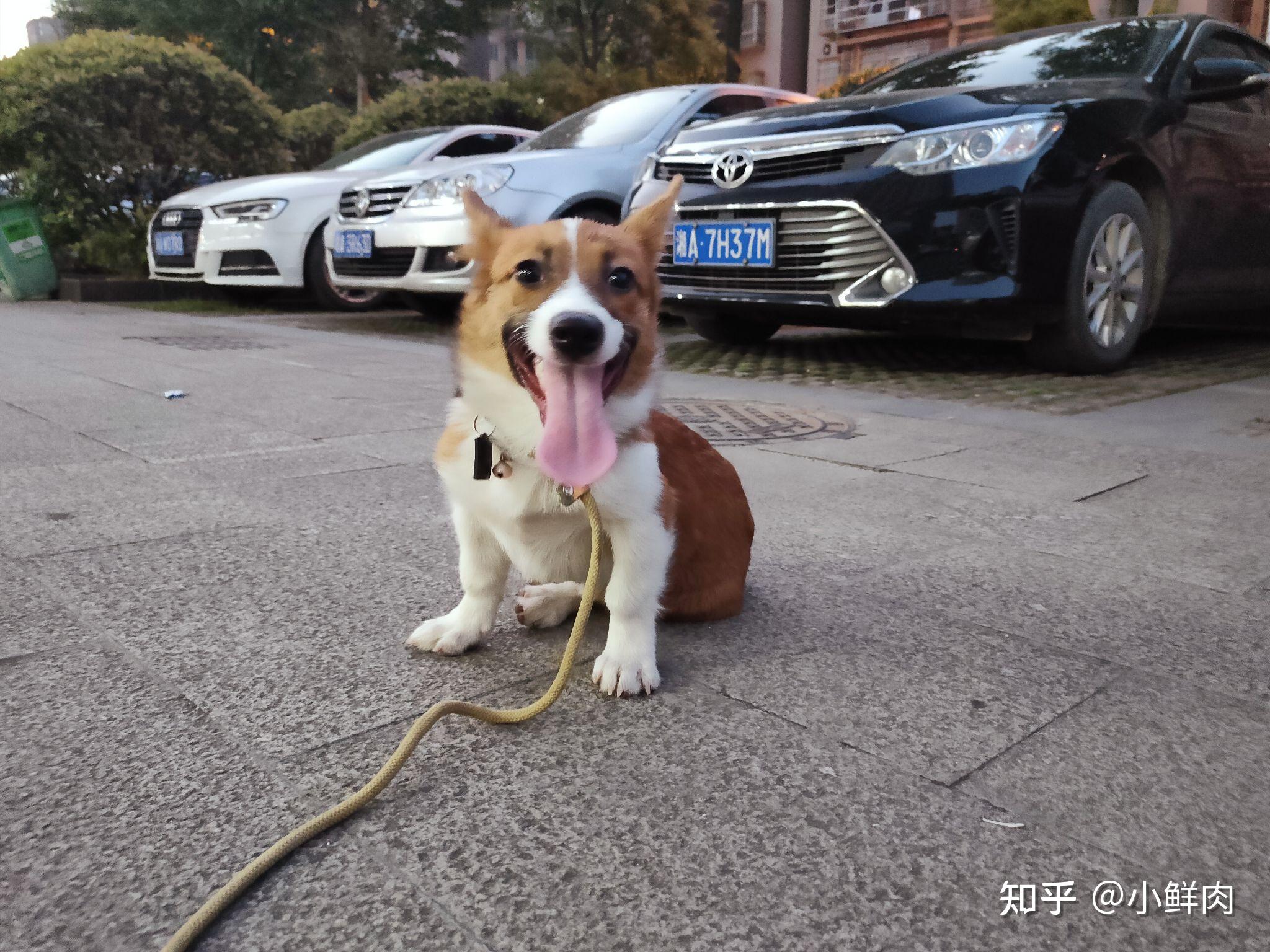 狗狗卖到宠物店-狗狗卖到宠物店怎么处理