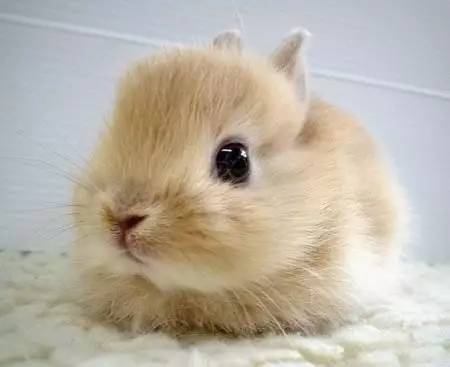 兔子的样子-兔子的样子最可爱仿写