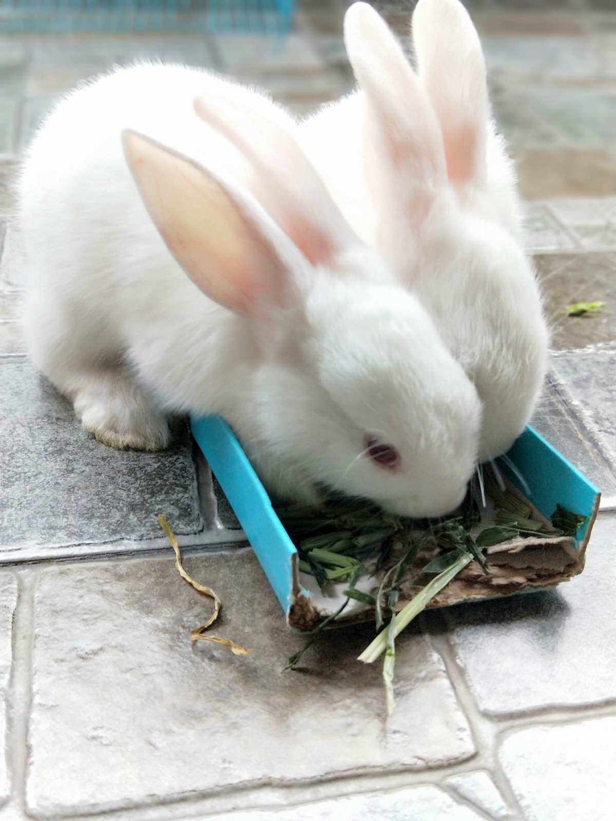兔子的样子-兔子的样子最可爱仿写
