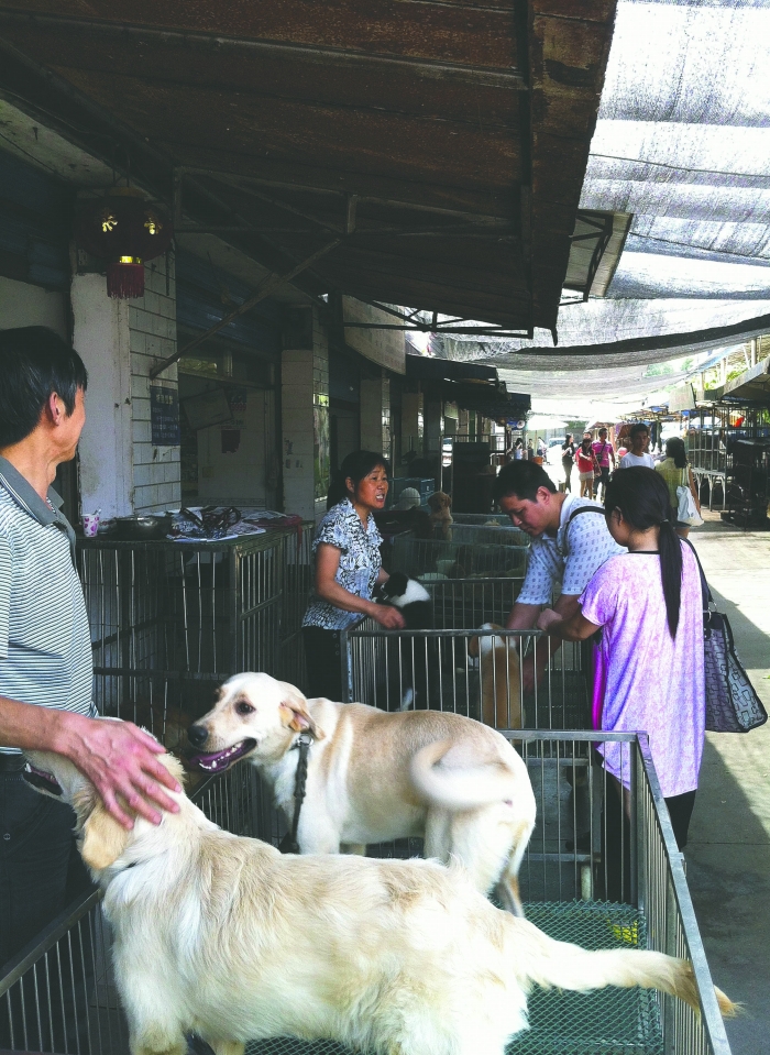 中心宠物市场-宠物市场在哪个地方