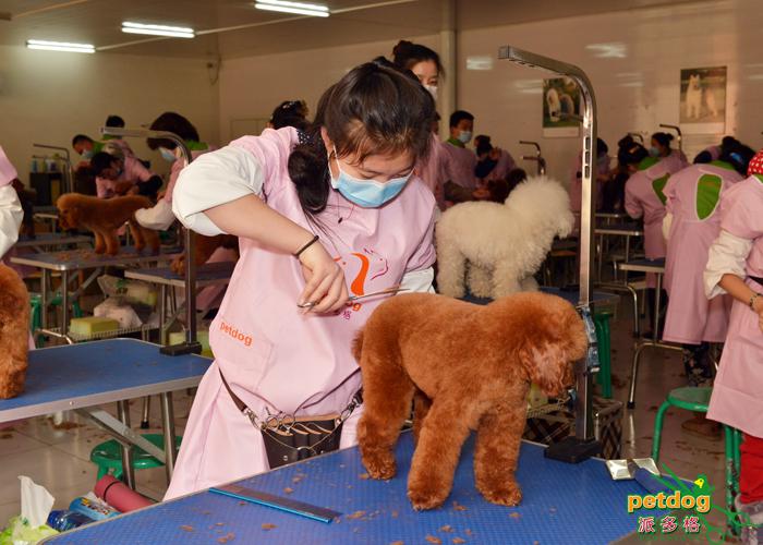 宠物美容招学员