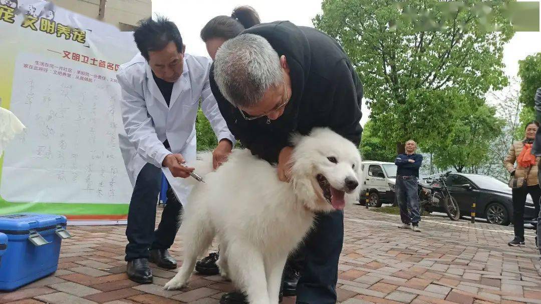 免费给宠物打狂犬-宠物免费打狂犬疫苗