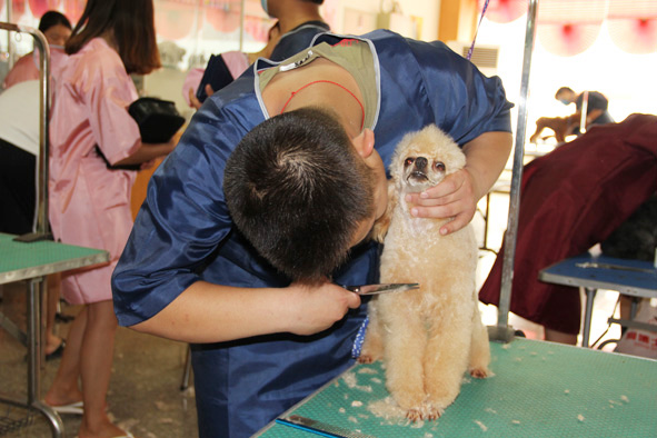 成都宠物美容培训哪家好