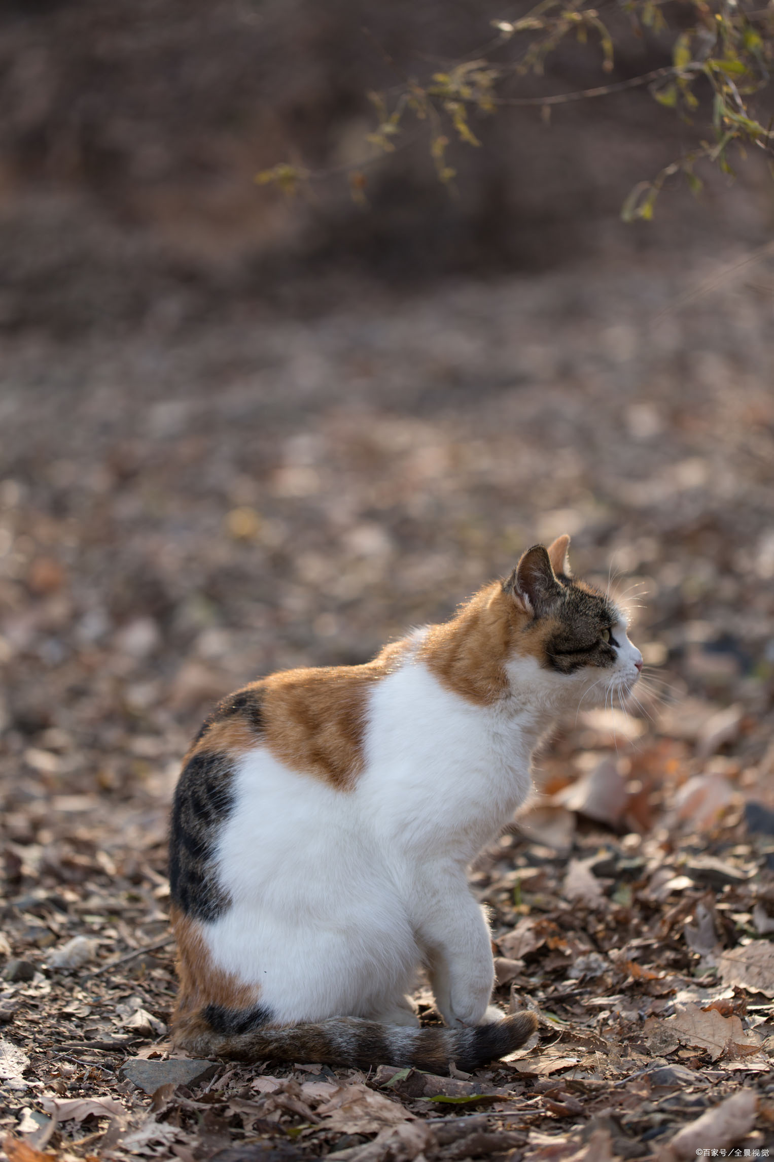 田园猫图片