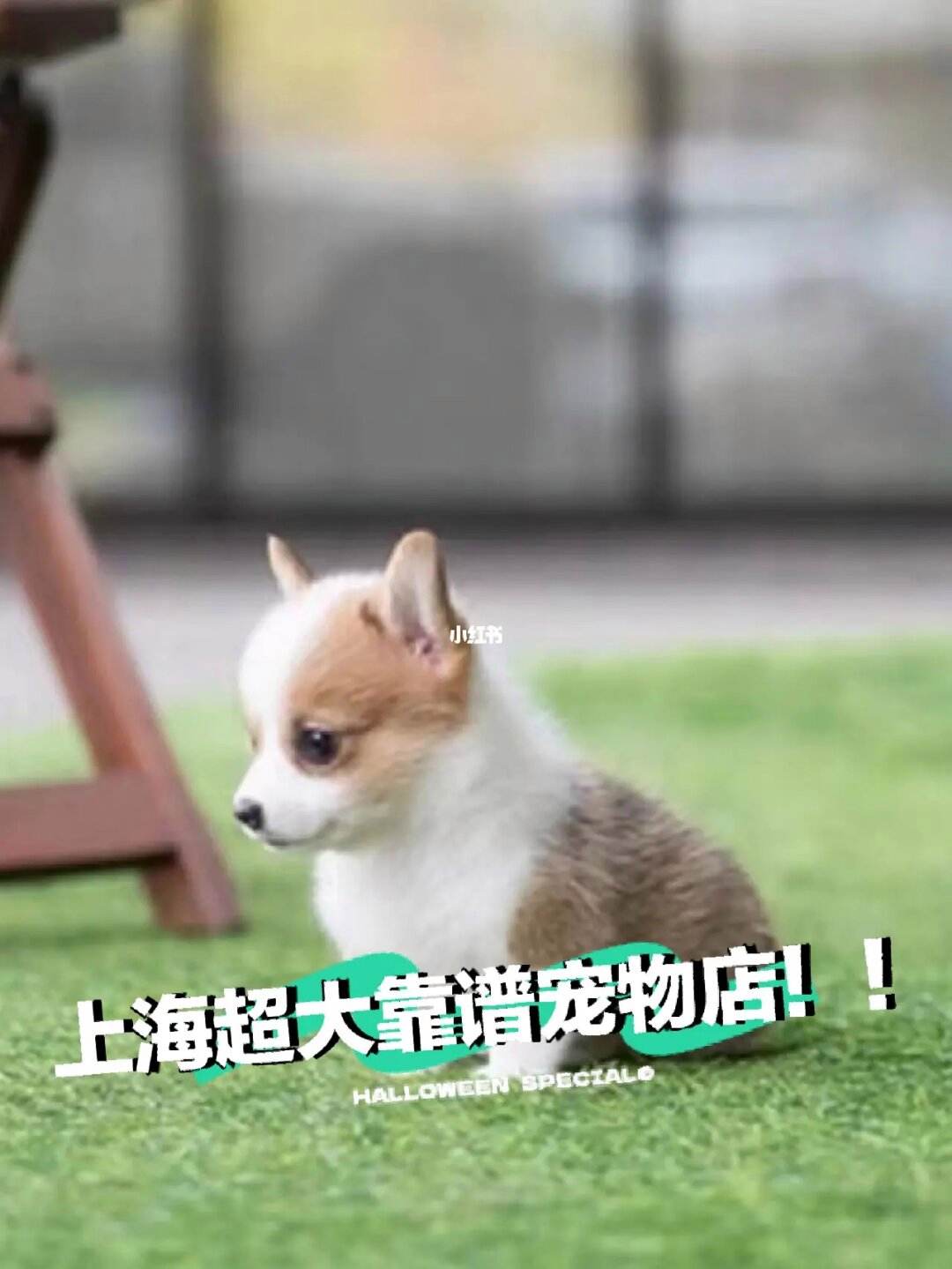 上海宠物节可以带狗吗