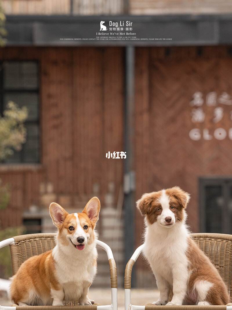 上海宠物节可以带狗吗