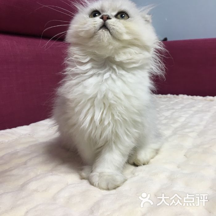 濮阳那有卖猫的宠物店-濮阳那有卖猫的宠物店吗