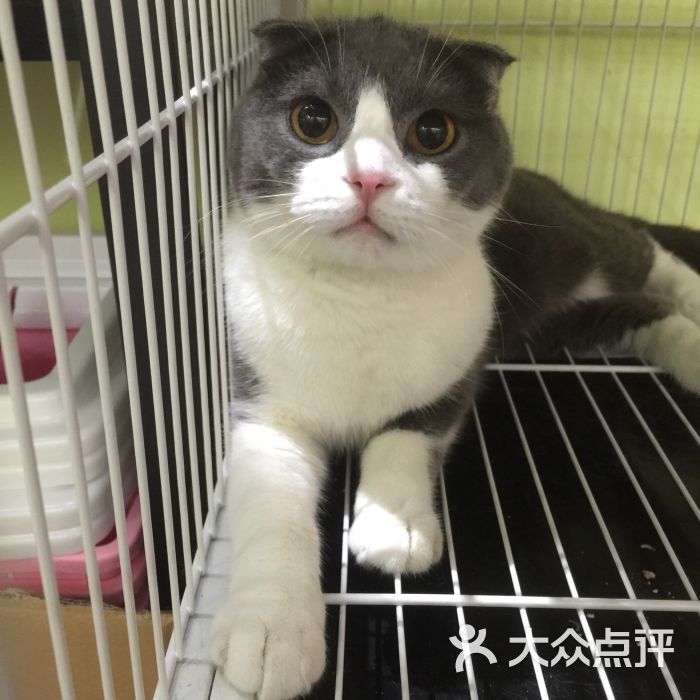 濮阳那有卖猫的宠物店-濮阳那有卖猫的宠物店吗