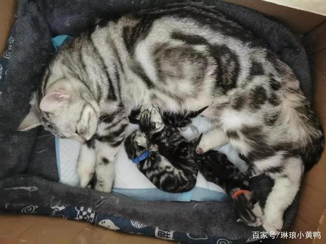 小猫多大可以怀孕