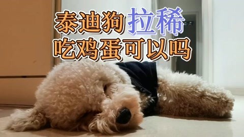 狗能不能吃鸡蛋-狗能不能吃鸡蛋羹