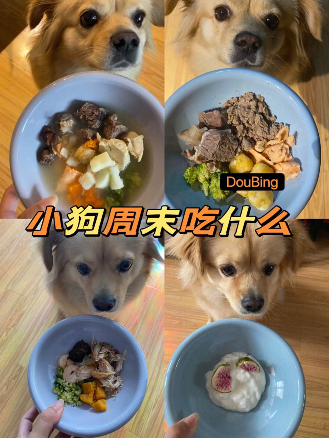 宠物狗该吃什么-宠物狗该吃什么食物