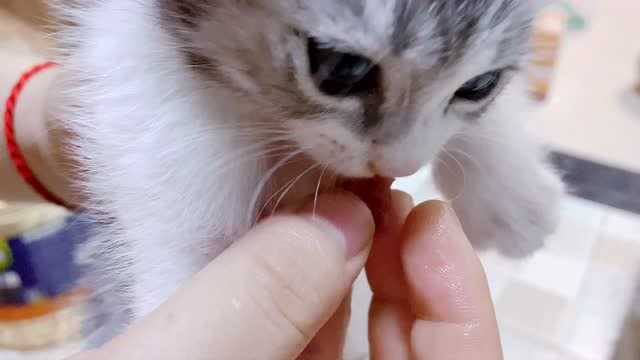 猫能吃蓝莓吗-猫 能吃蓝莓吗