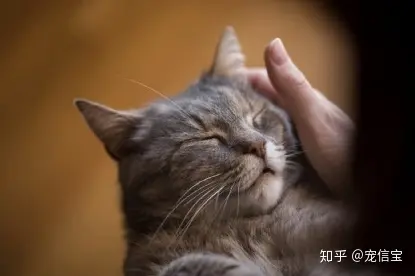 猫吃不出甜味