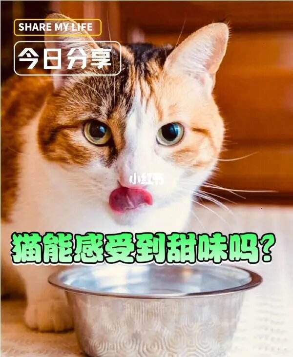 猫吃不出甜味