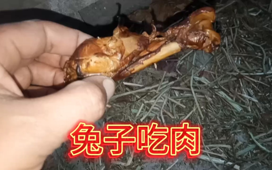 兔子能吃肉吗