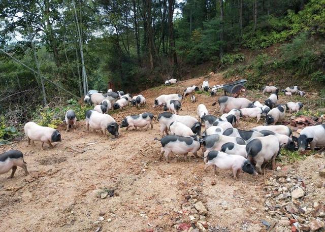 巴马香猪养殖