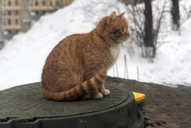 宠物猫流浪猫-宠物猫流浪猫能养吗