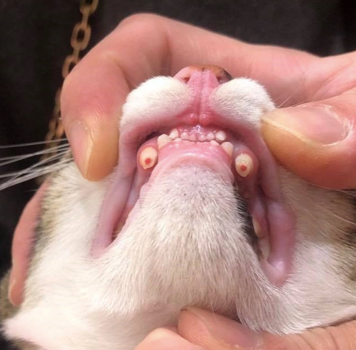 猫有多少颗牙齿-猫有多少颗牙齿正常