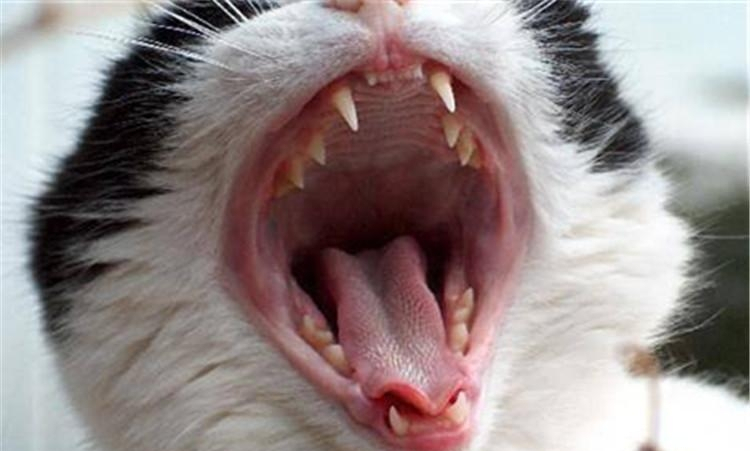 猫有多少颗牙齿-猫有多少颗牙齿正常