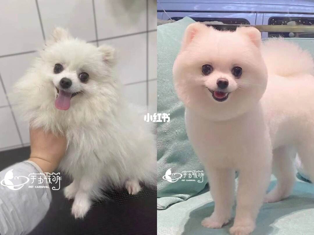 博美犬宠物美容