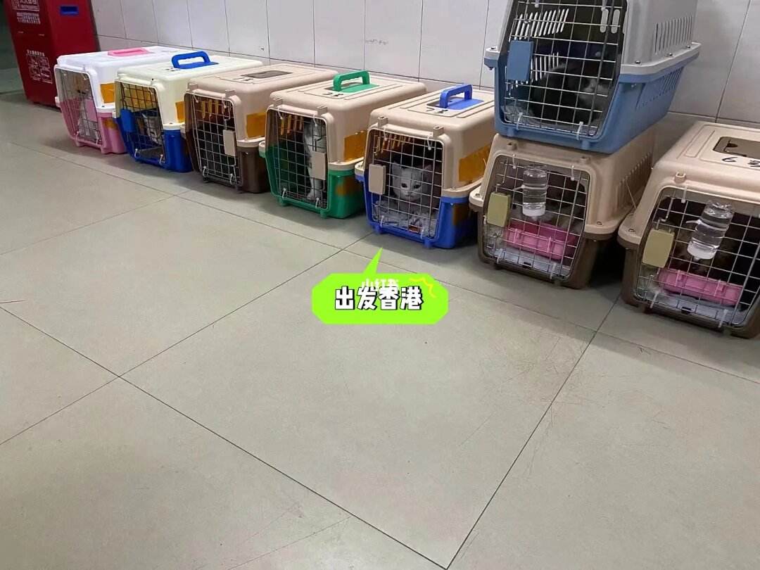 宠物怎么寄送香港