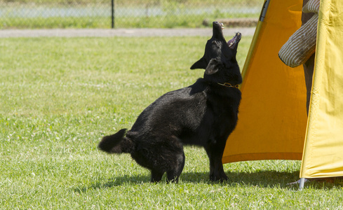 德国牧羊犬怎样训练-德国牧羊犬怎样训练视频