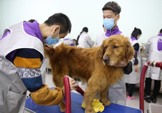 福建宠物美容培训