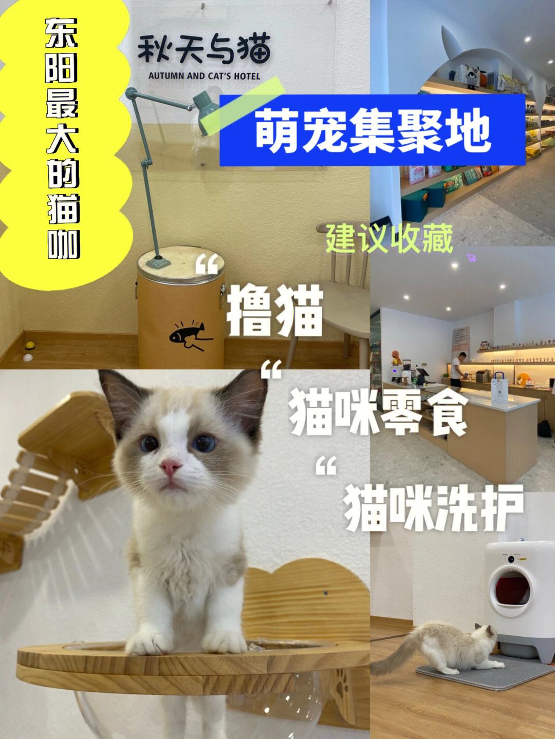 开猫咖店预算多少