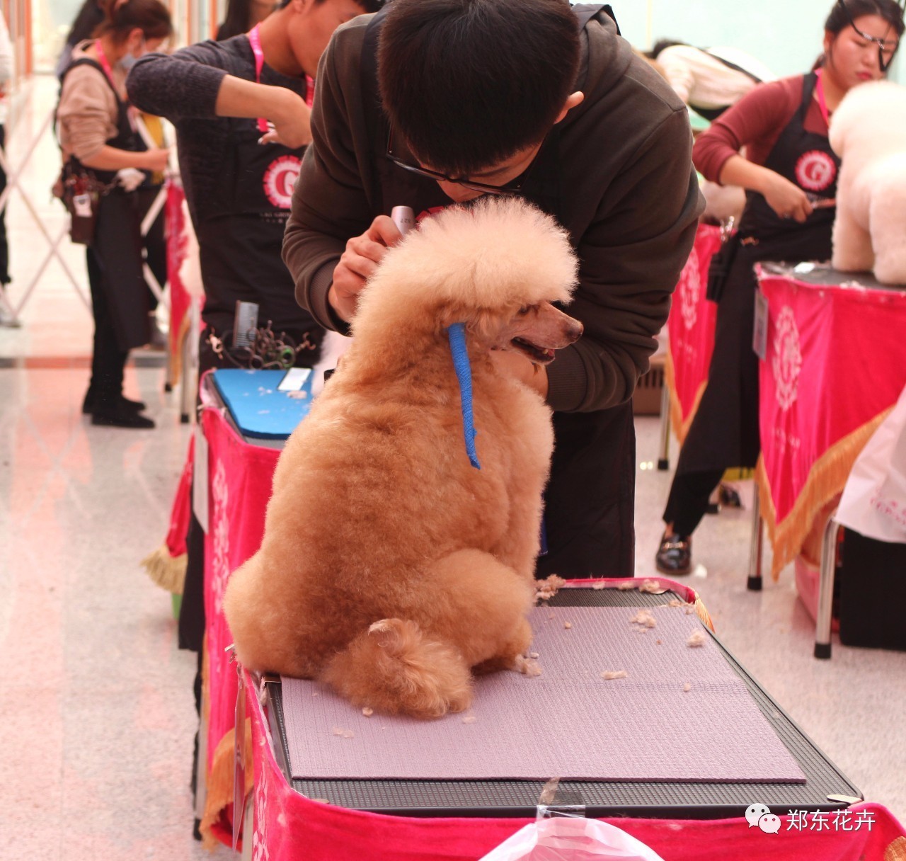 宠物造型师工资-宠物造型师工资怎么样