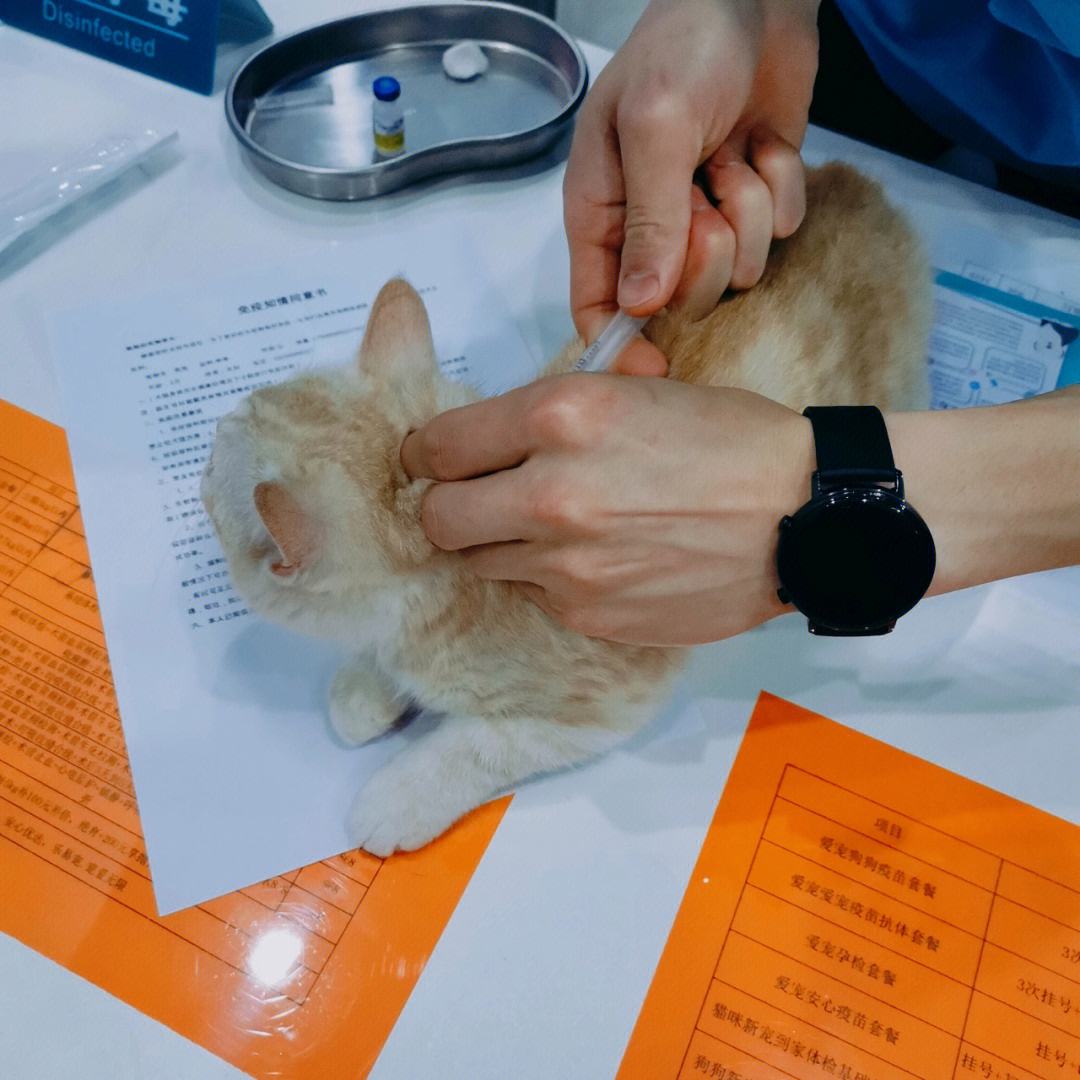 宠物猫疫苗打几次-宠物猫疫苗打几次有效果